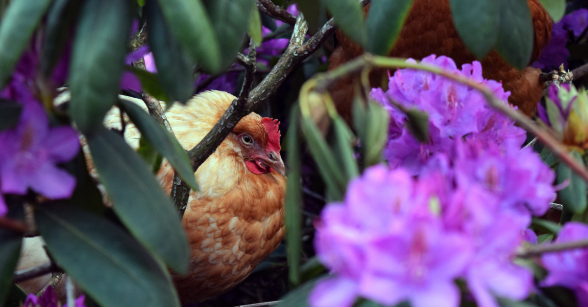 Microbiome Invasion and Transmission of Antimicrobial Resistance